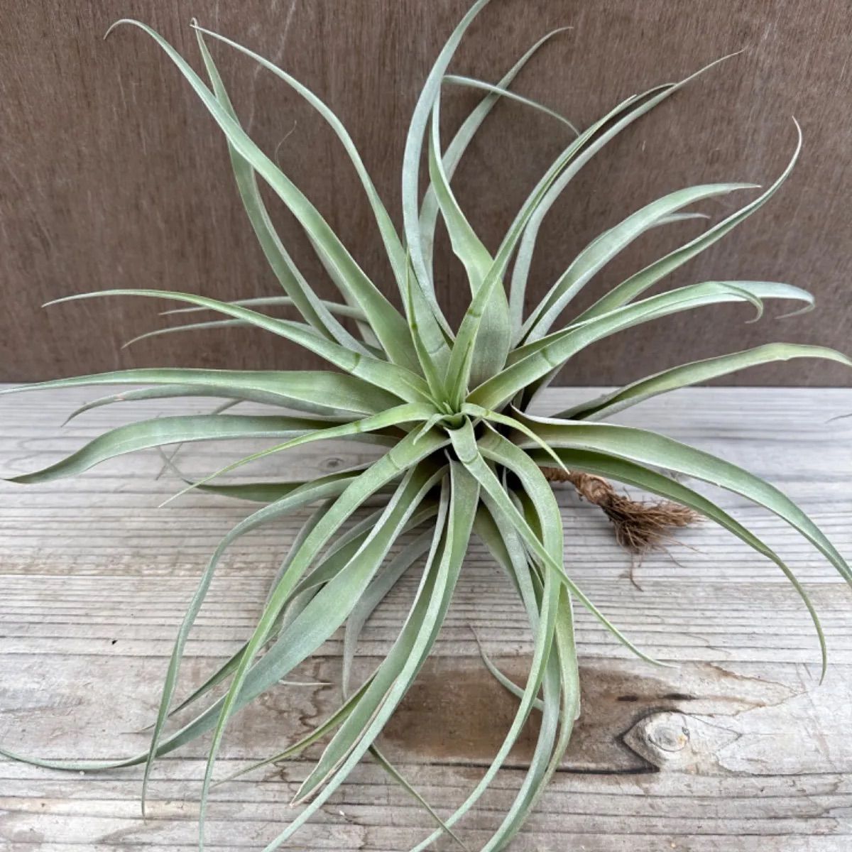 チランジア カピタータ①Tillandsia capitata ティランジア エア