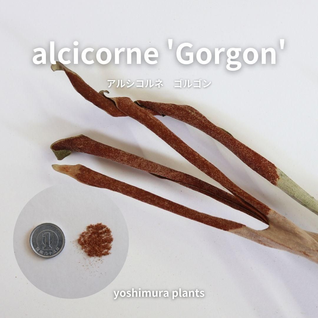 胞子] alcicorne Gorgon アルシコルネ ゴルゴン ビカクシダ - メルカリ