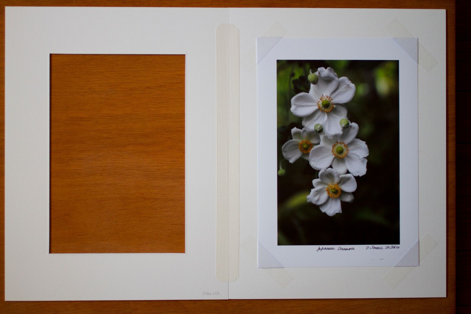 【A4サイズ額付】井上治OsamuInoue『Japanese Anemones A4サイズ額付】井上治OsamuInoue『Japanese Anemones