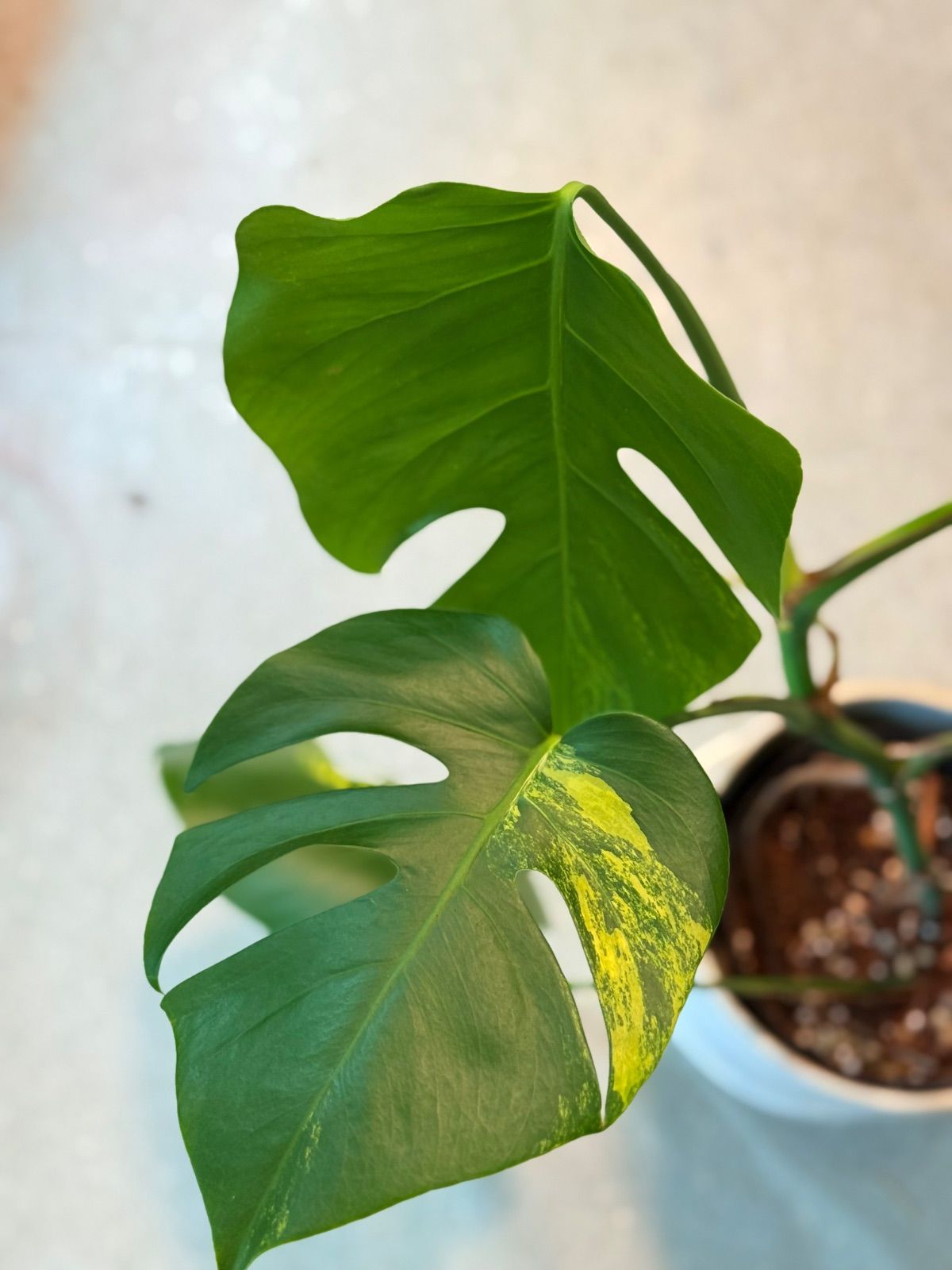 ☆超レア☆ モンステラ オーレア 超希少なモンステラ デリシオーサ