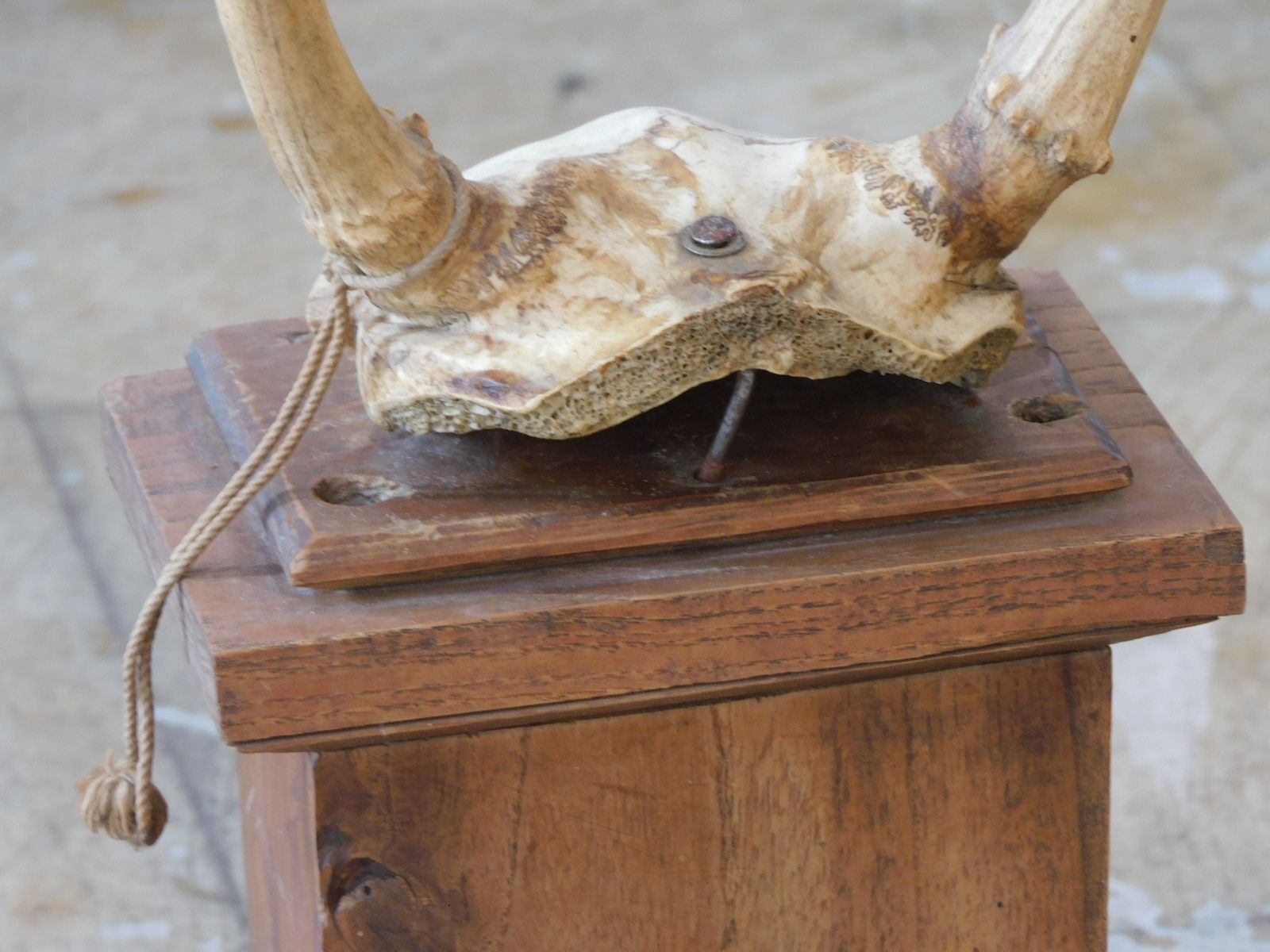 フ*ン様 鹿角 希少！白角!!ハンティングトロフィー スカルヘッド 種名