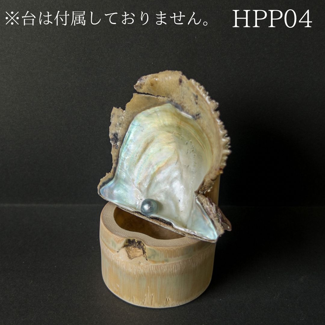 真珠付き天然貝殻置物 天然物！真珠付きあこや貝（愛媛県宇和島産） - メルカリ