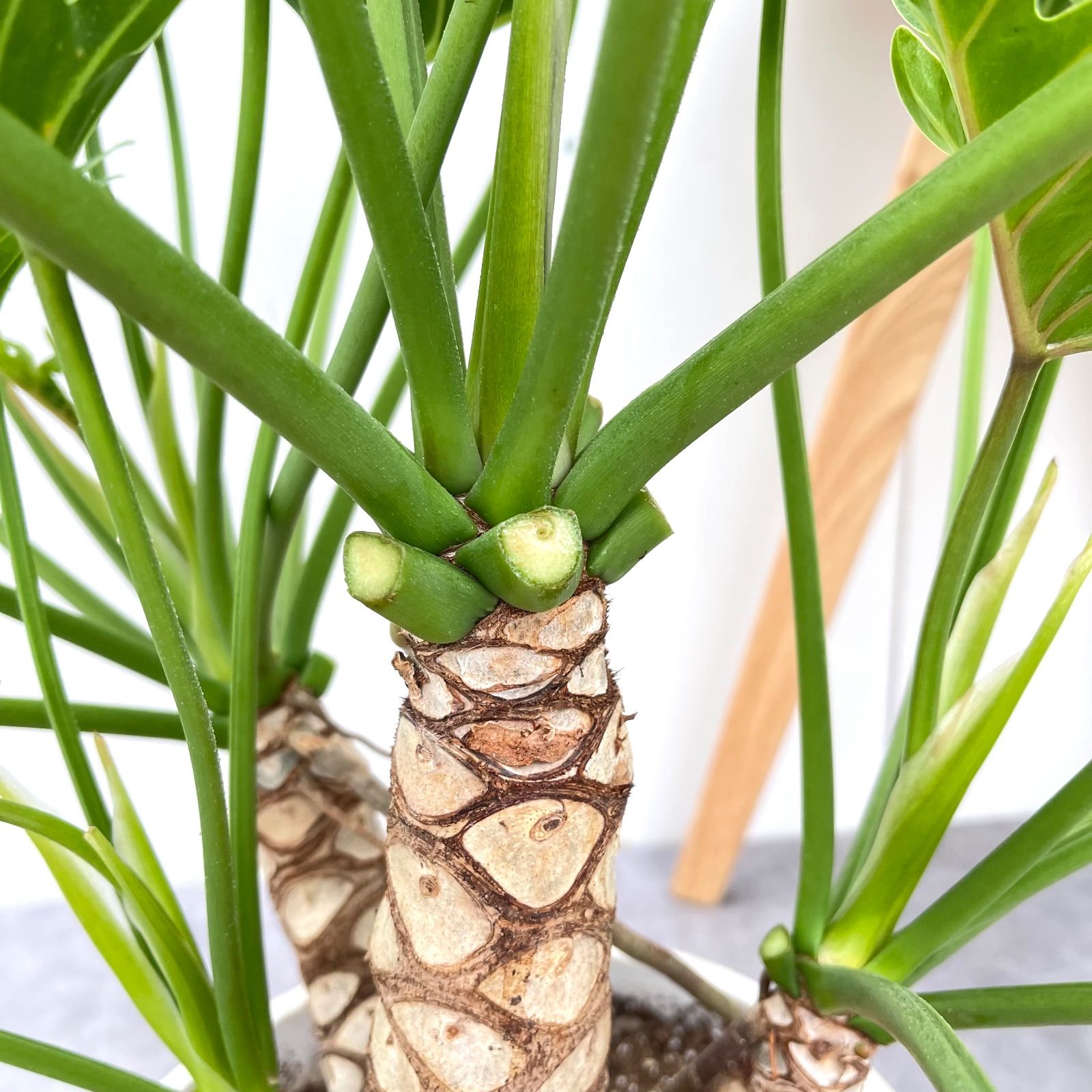 フィロデンドロン クッカバラ ジャイアント 幹上がり 1 現品 観葉植物 大型 YUZUMIYA_COM