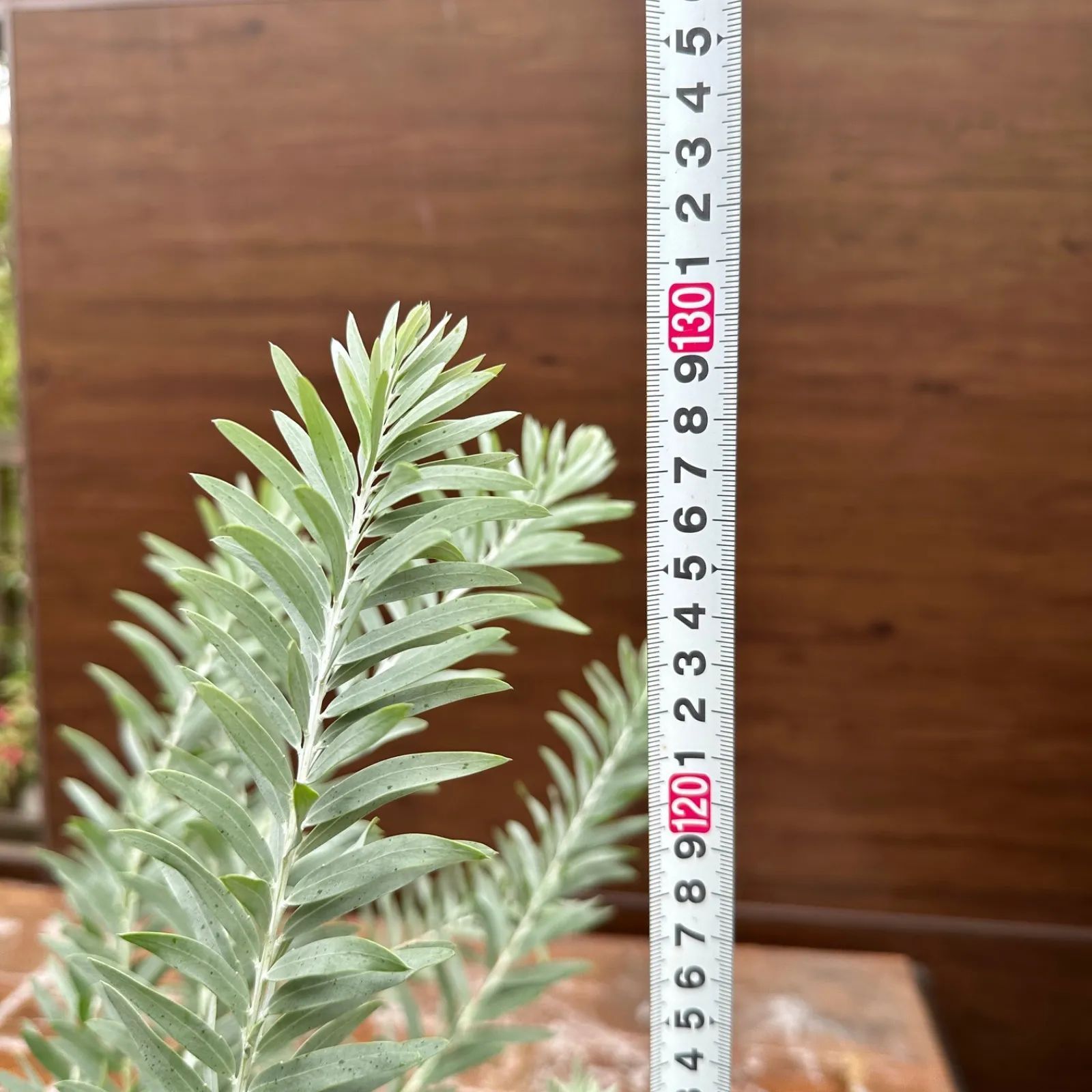 アカシア ブルーブッシュ