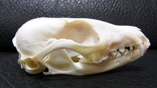 アフリカ便美！ケープフォックス（ケープギツネ）の頭骨※データ付属します