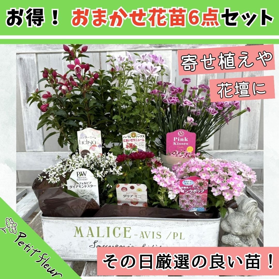 お得！ おまかせ花苗6点セット』ガーデニング 園芸 花壇 鉢植え 花寄せ