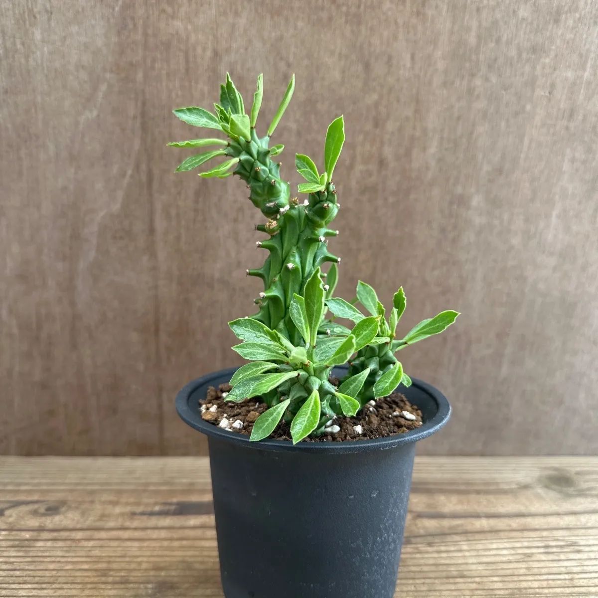 モナデニウム ① 不明種 Monadenium 現品 観葉植物 観葉 植物 珍奇植物