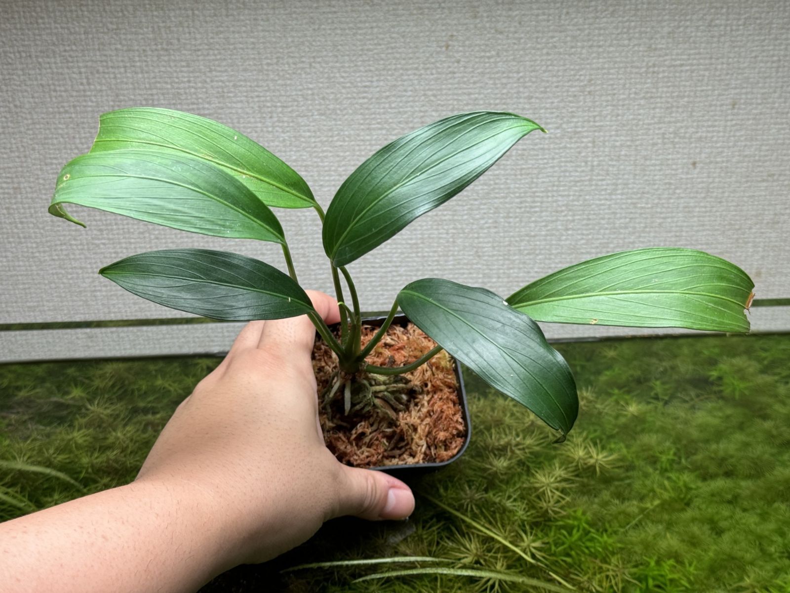 Pursegloveia burttii Sarawak【CG2402-27】プロセグロベイア - メルカリ