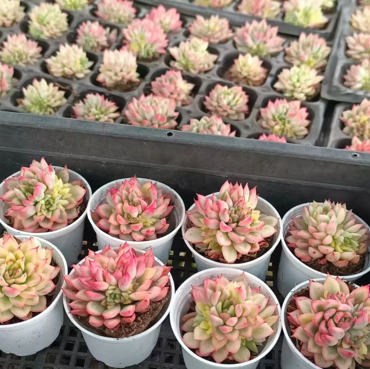 今期販売終了！多肉植物セット 多肉植物4センチポット 25個セット | watanabe flowergarden