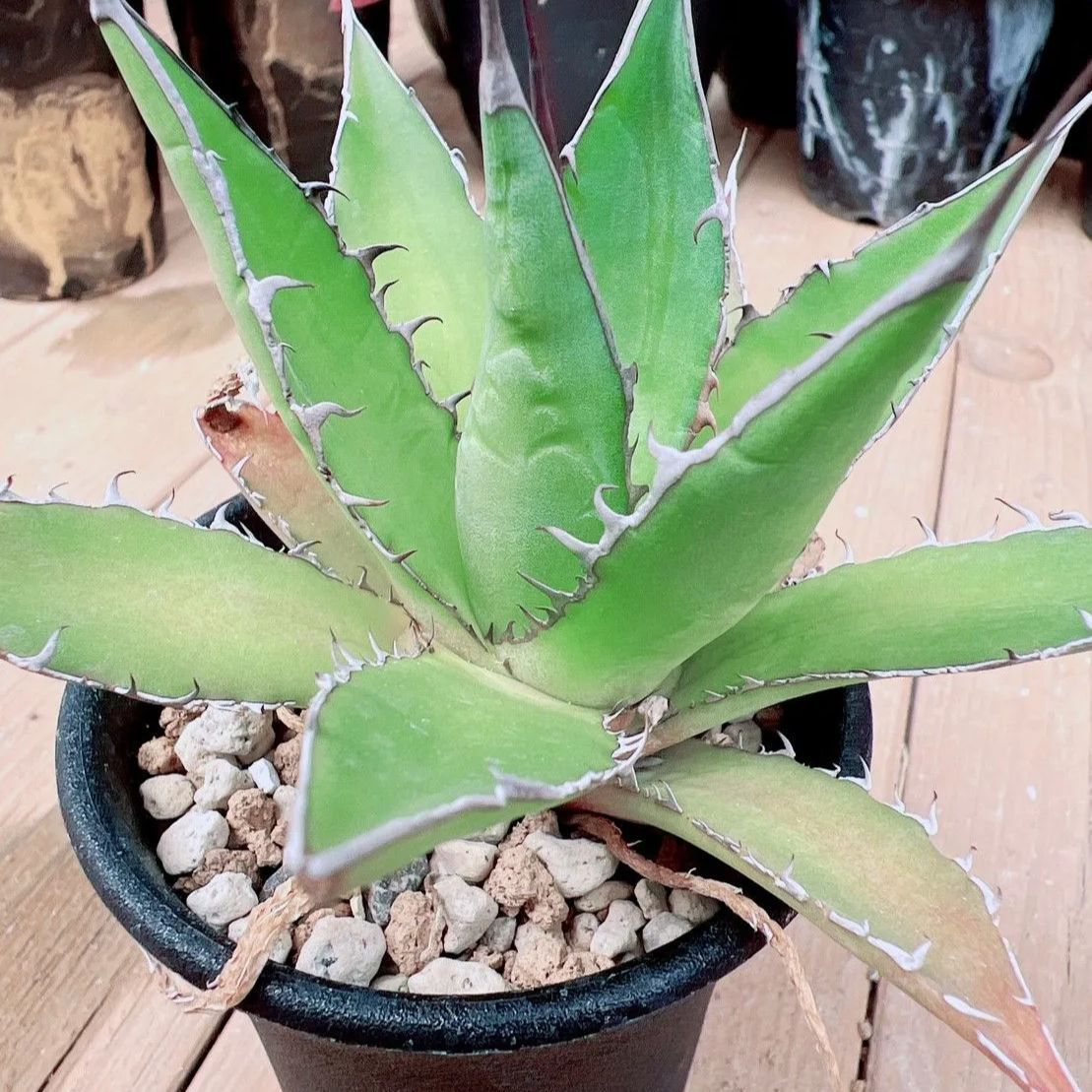 アガベ チタノタ コンパクタ 親株 大株 アガベ チタノタ コンパクタ