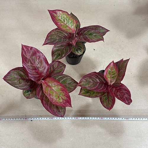 観葉植物 アグラオネマ レッドエメラルドドラゴン 3.5号ポット