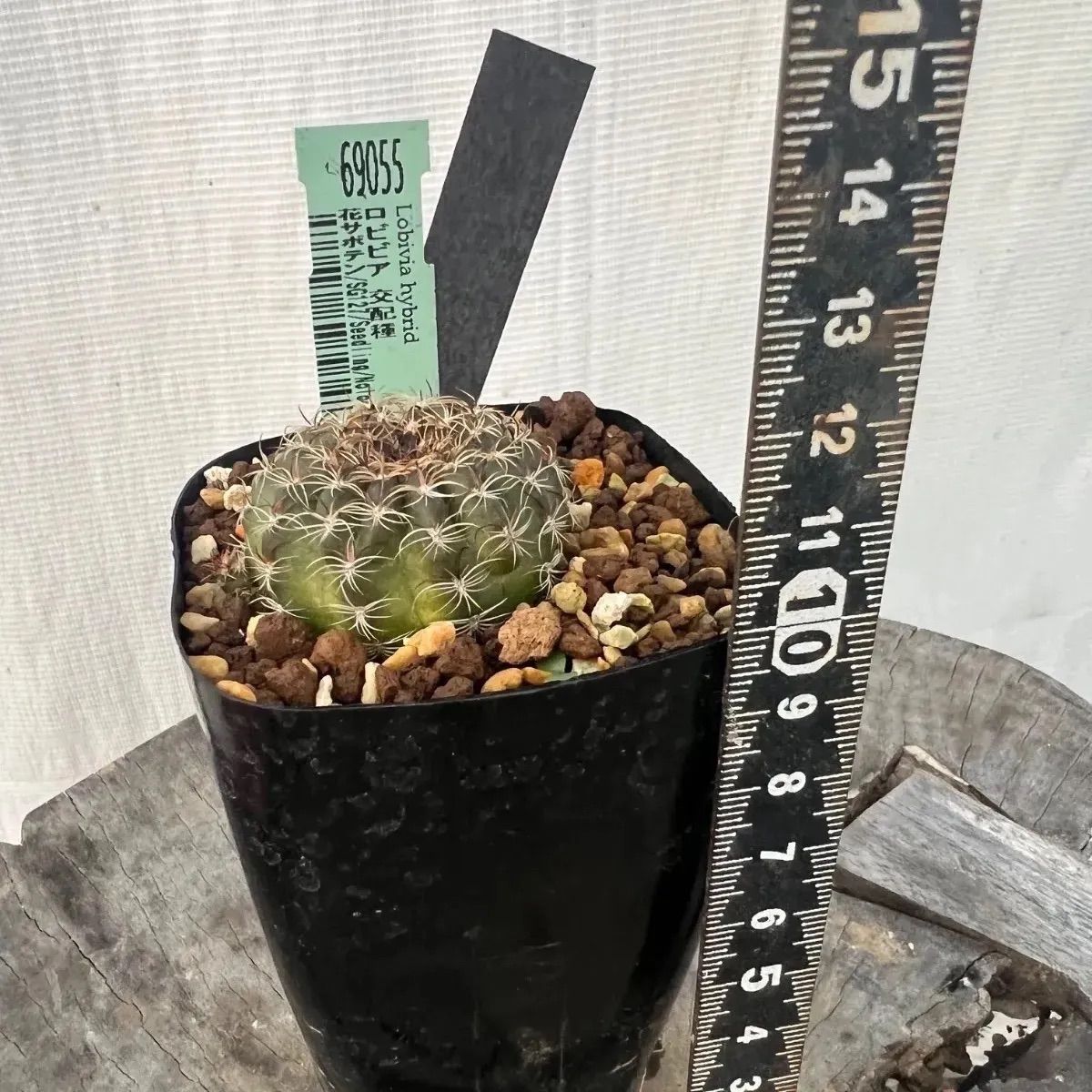 14 花サボテン ロビビア交配5 花サボテン : ロビビア 子株沢山 14 花サボテン ロビビア交配5 花サボテン : ロビビア 子株沢山