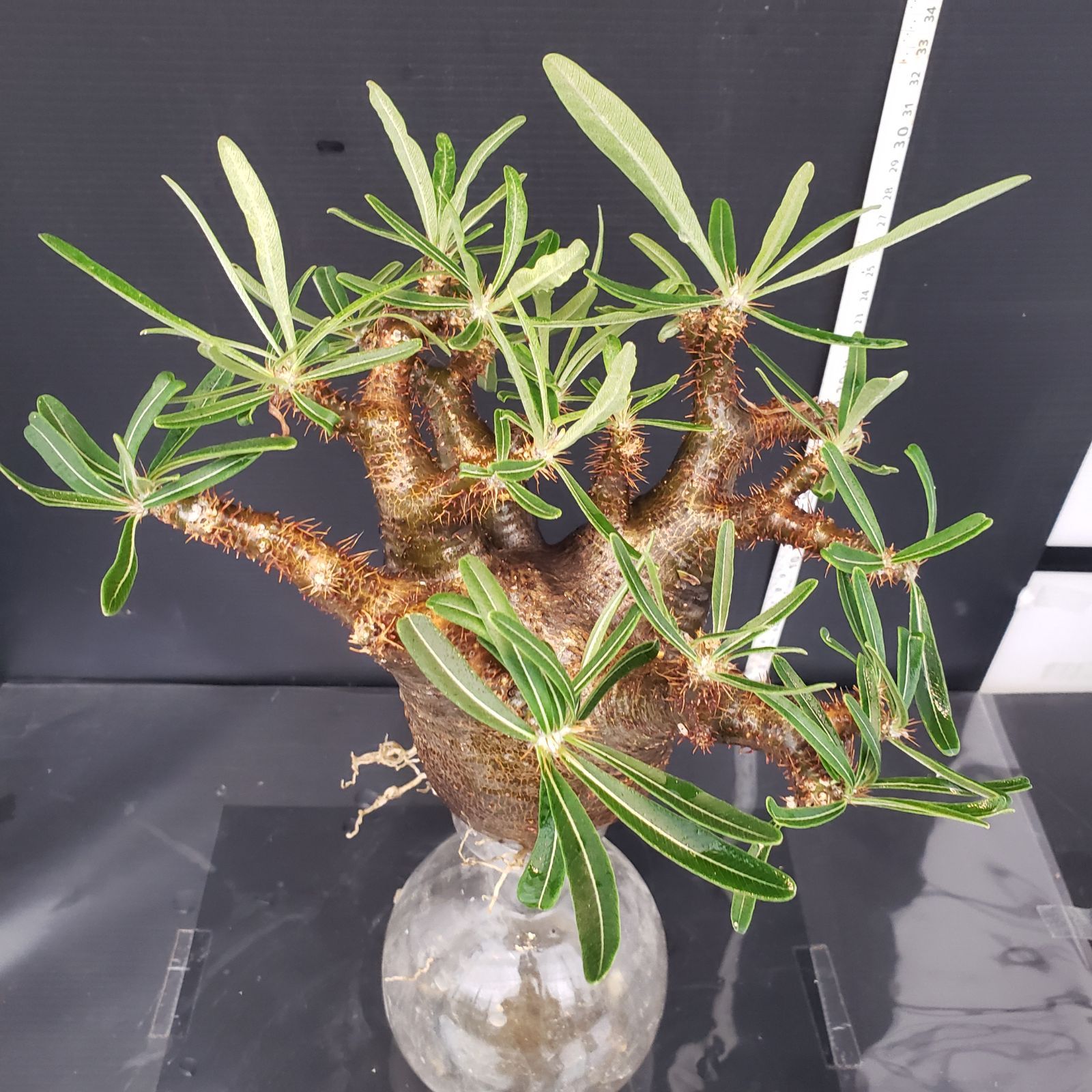 E524【最新到着】Pachypodium グラキリス（M）（現地球・抜き苗