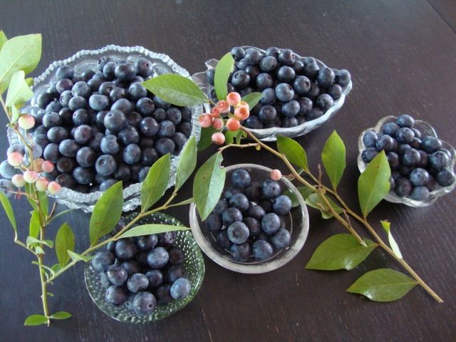 安心安全無農薬ブルーベリー3kg 朝摘み午後発送 - メルカリ