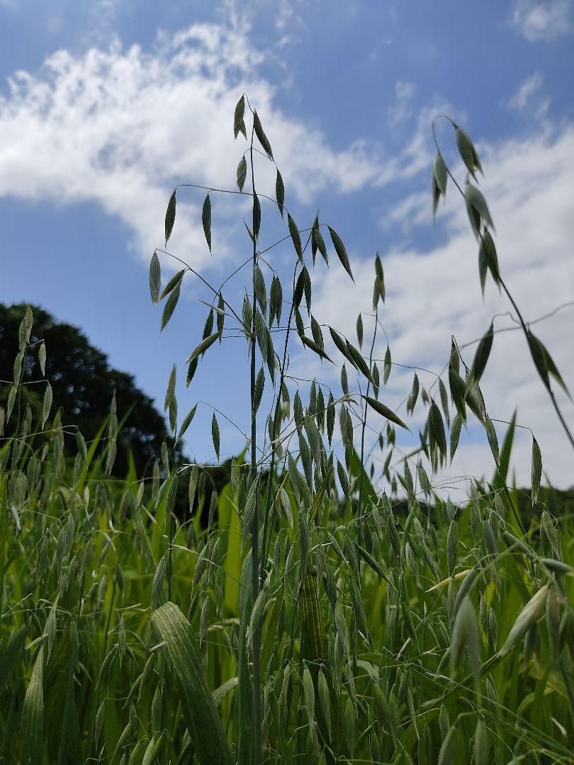  産 オーツ乾燥穂 1 kg 農薬化学肥料不使用 から 鳥雑貨 オーナーズグッズ 鳥用品