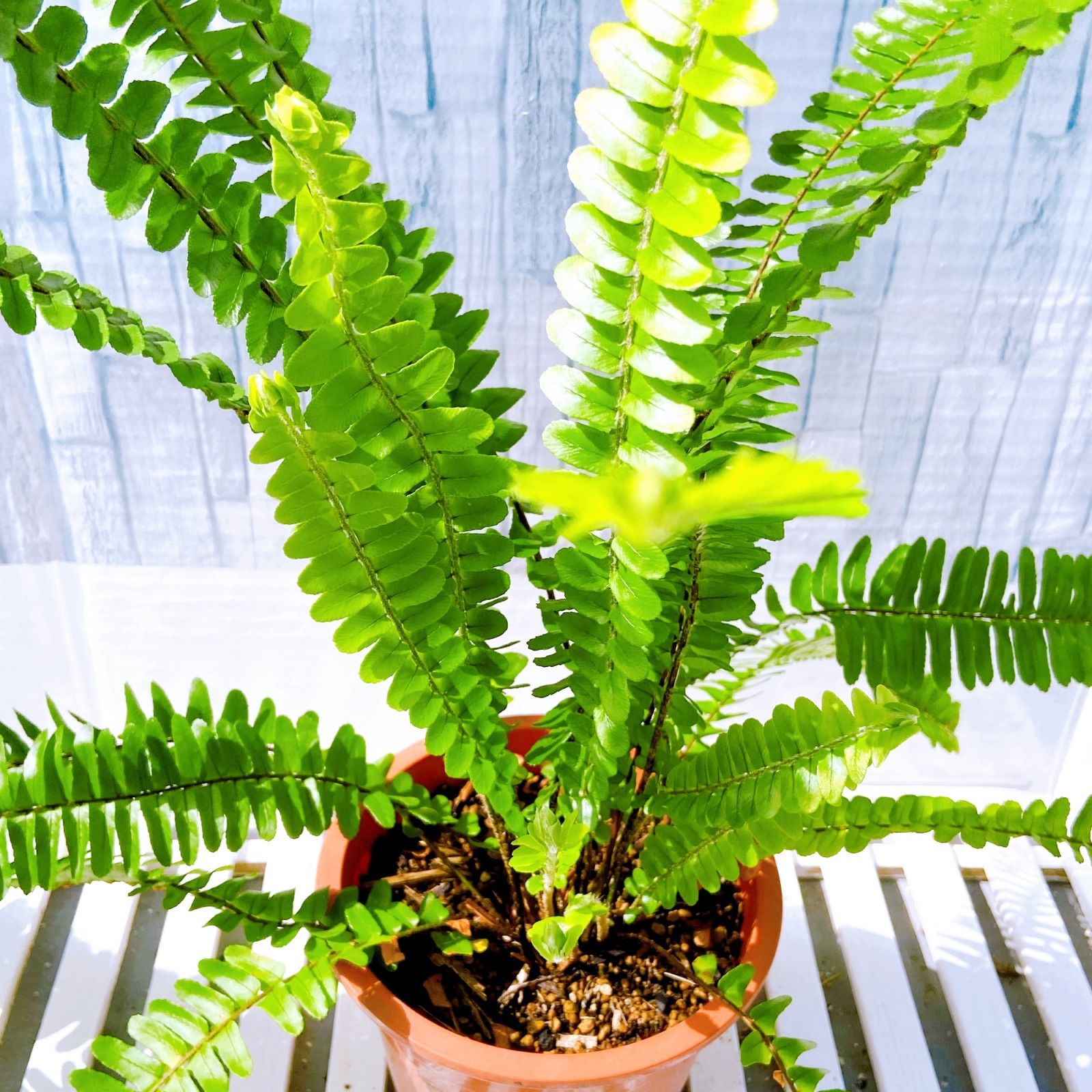 タマシダ5株☆無農薬