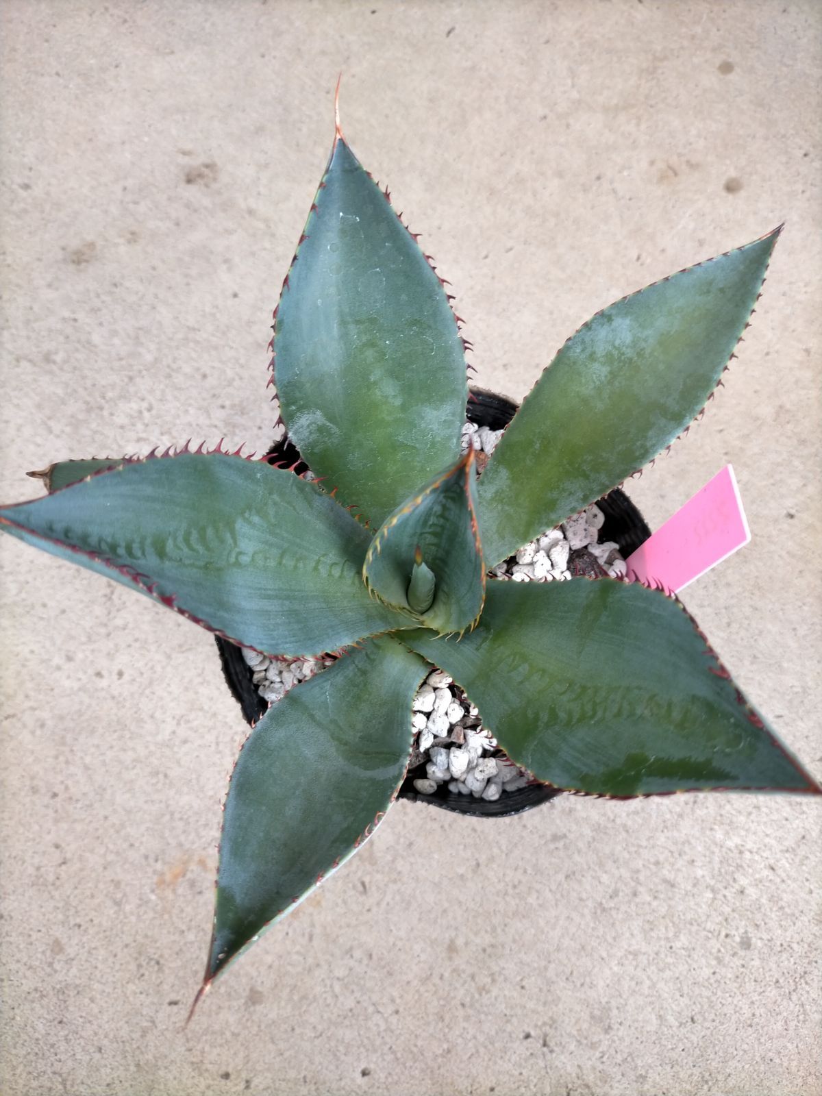 アガベ・マキシミリアナ - メルカリ