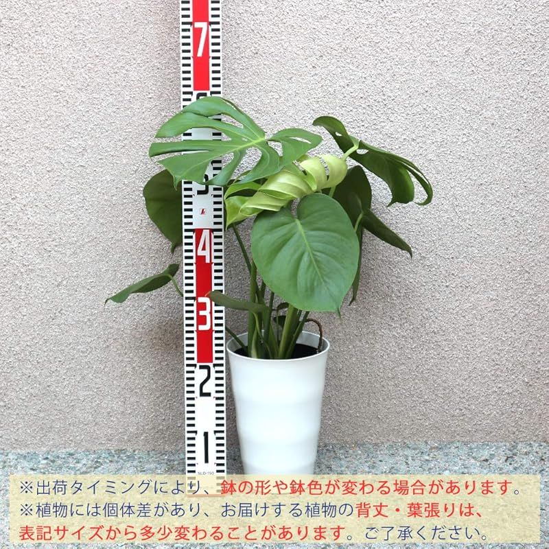 リビングやオフィス向きサイズ