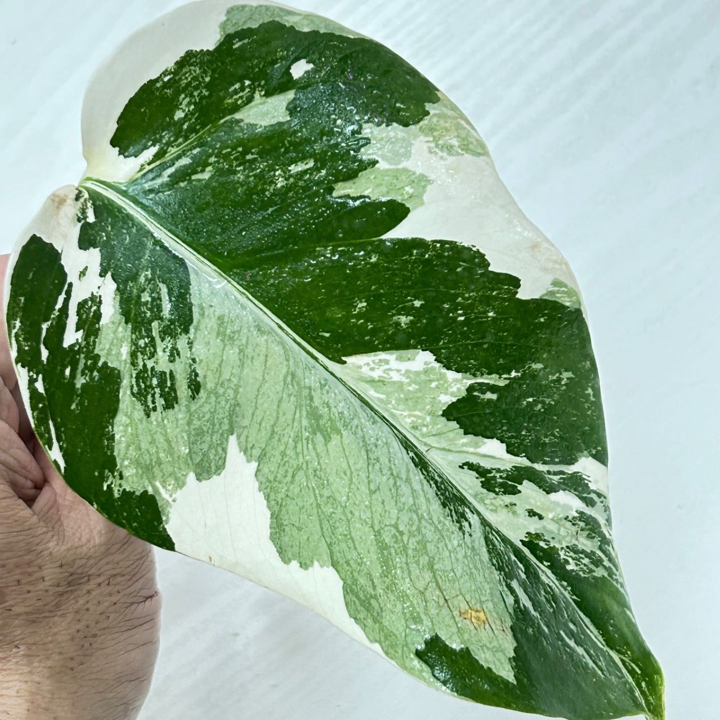 美しいマーブル】モンステラ ホワイトタイガー #845 / 斑入り 観葉植物