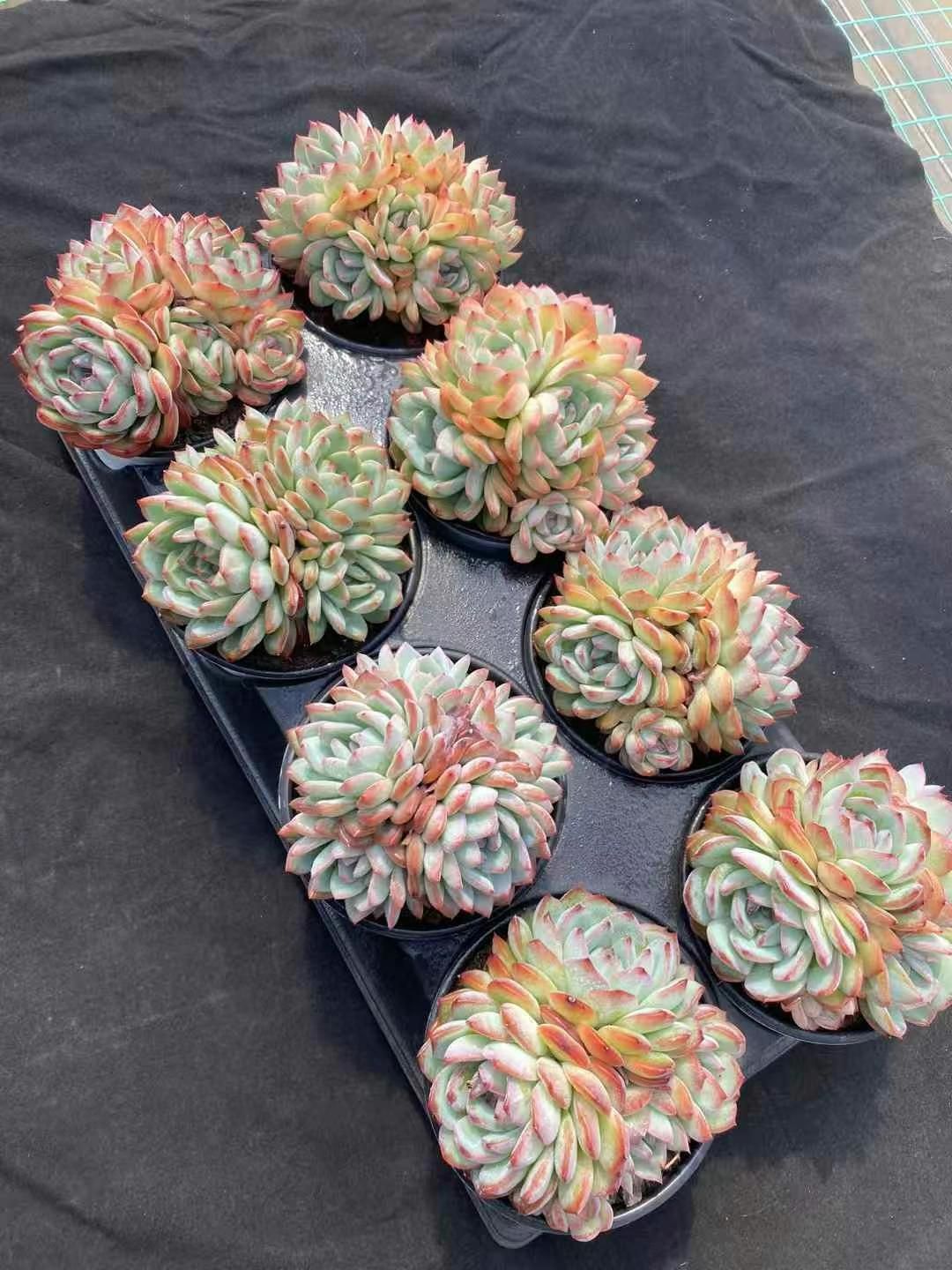 抜き苗 レッドダスト群 MY237×15株 ふっくら 多肉植物 エケベリア サボテン 韓国苗 新入荷