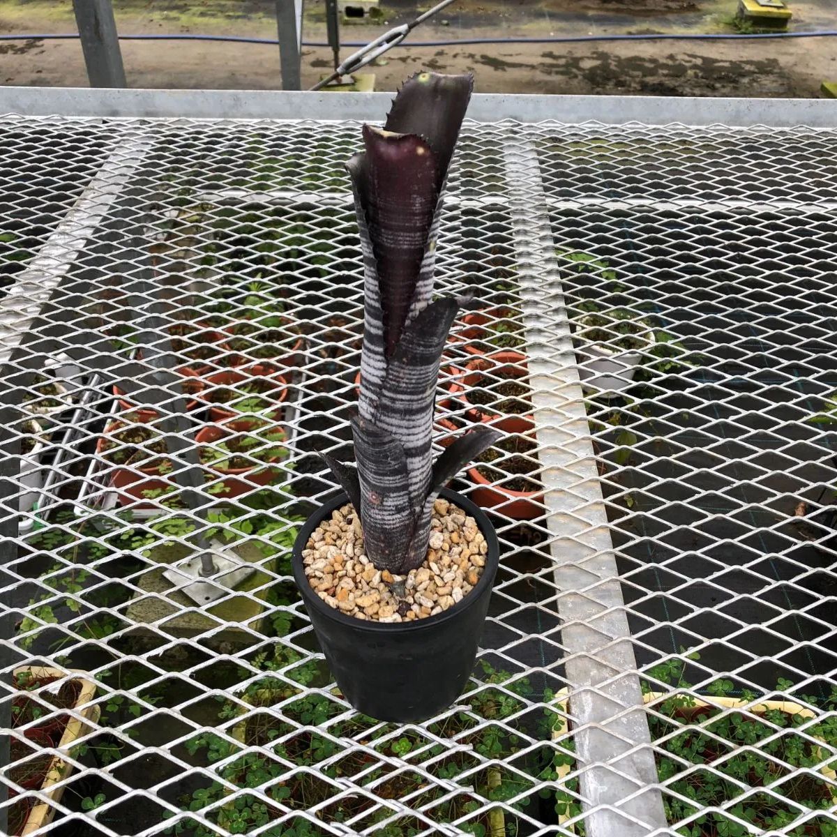 ビルベルギア　ダースベイダー③ 一点物 ビルベルギア ダースベイダー 3号 （348379） - メルカリ