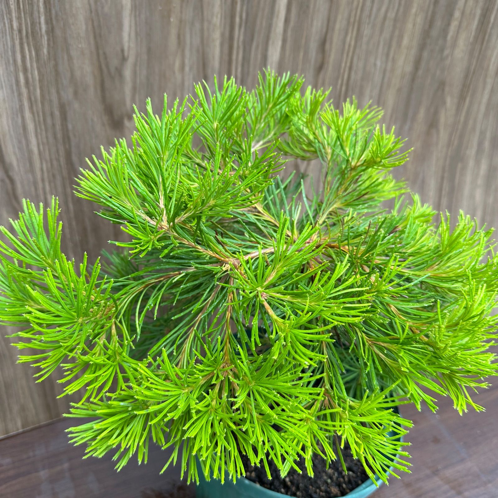 現品 ④ バンクシア バースデーキャンドル 8号 オージープランツ STEELWINDOWSANDDOORS_COM