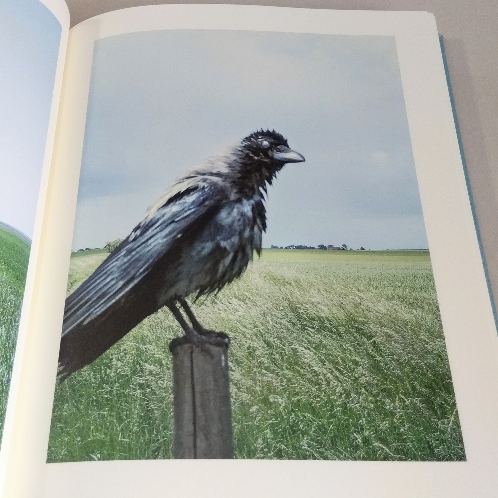 Stephen Gill: The Pillar - メルカリ