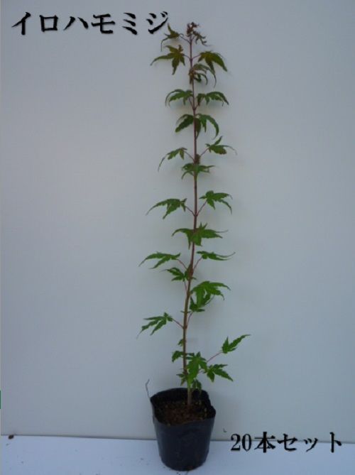20本セット イロハモミジ樹高0.5m前後10.5cmポット
