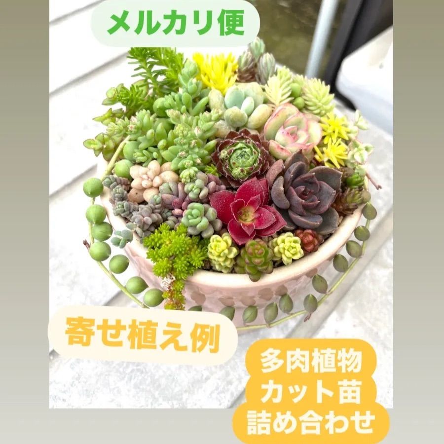 ☆多肉植物カット苗詰め合わせ☆自分でちまちま寄せ植え ☆多肉植物カット苗詰め合わせ☆自分でちまちま寄せ植え