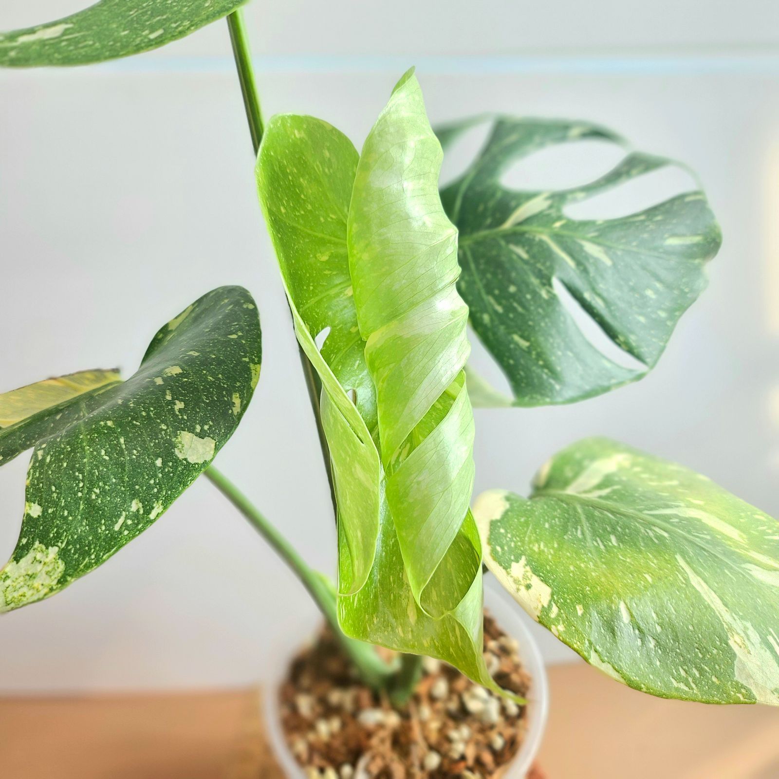 モンステラ デリシオーサ タイコンステレーション 斑入り イエロー