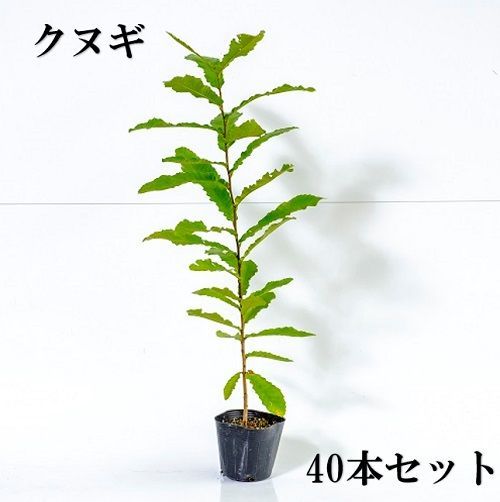 40本セット クヌギ樹高0.5m前後10.5cmポット