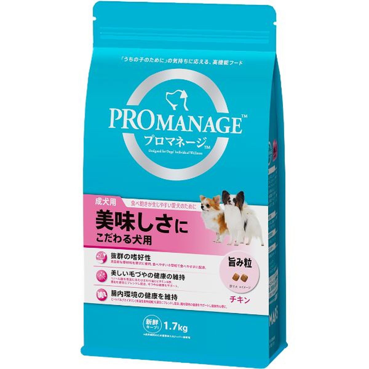 苗木・植木 グレビレア ハニーワンダー オージープランツ 斑入り 苗木