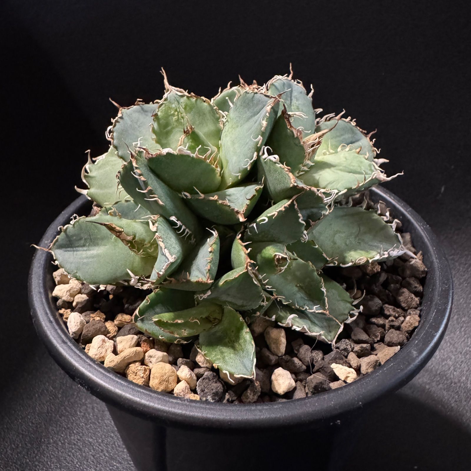 アガベ オテロイ 鉢ごと発送 チタノタ アガベ オテロイ チタノタ 菱形