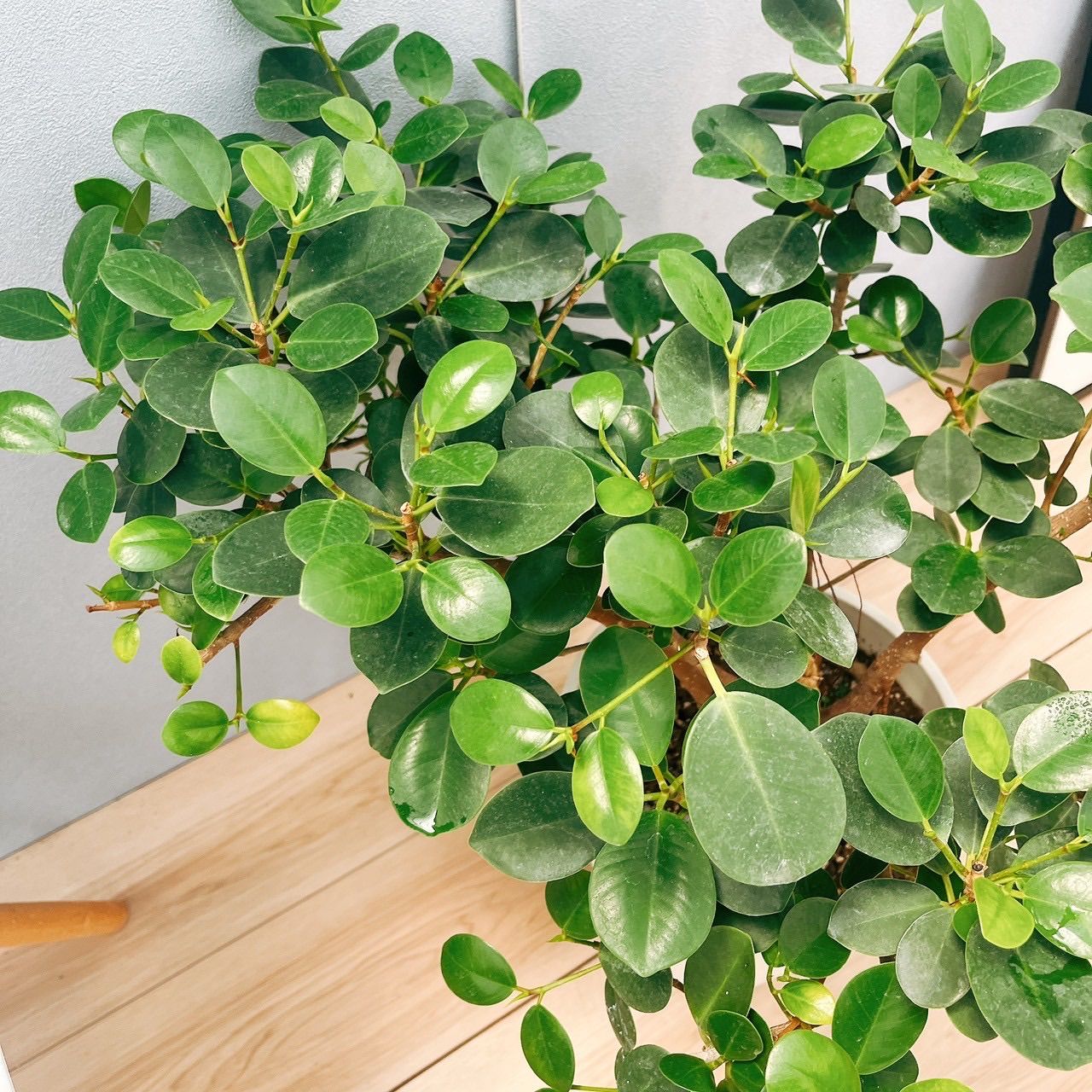 パンダガジュマル 曲がりタイプ ゴムの木 観葉植物 8号 001 サマーセール]パンダガジュマル 8号鉢植え* の通販 | 園芸ネット