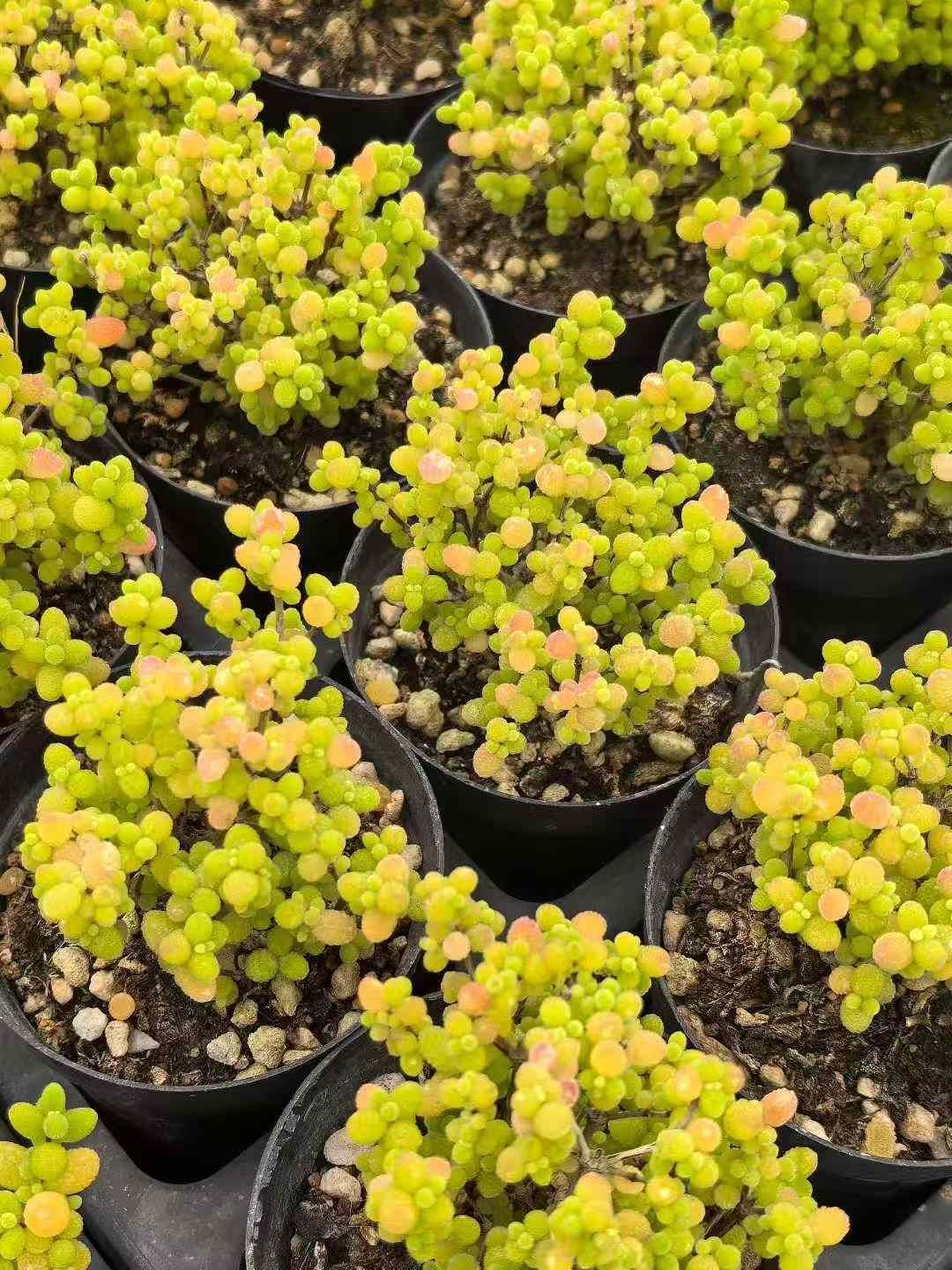 多肉植物 佐川急便発送