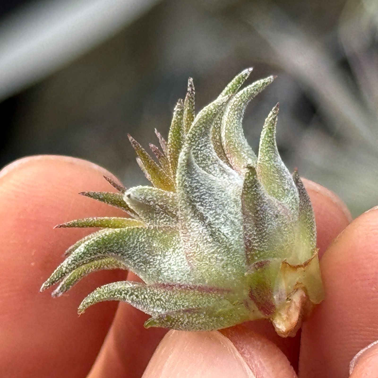 Dyckia Big Dipper ディッキア（Dyckia 'Big Dipper