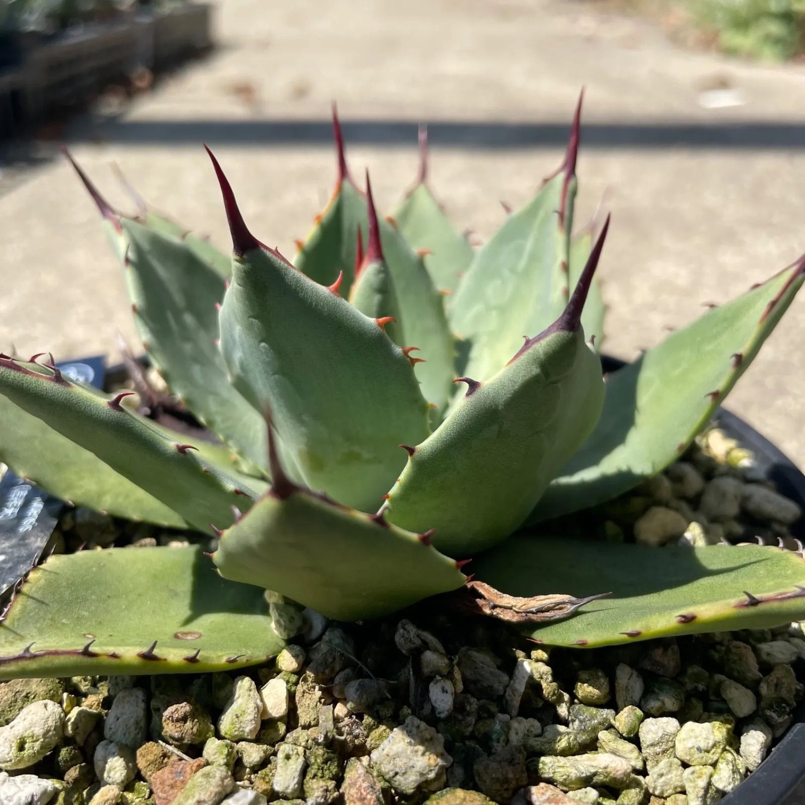 DP41 アガベ・パリー ホーチエンシス吉祥天 実生 Agave parryi