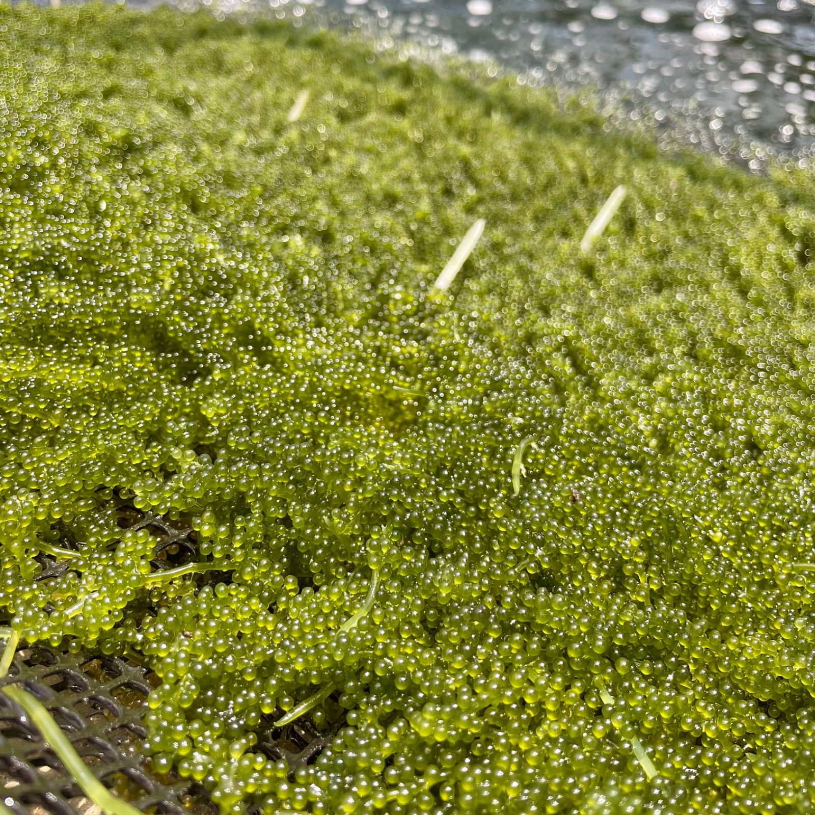 最短翌日発送】鮮度抜群！やんばる産海ぶどう 茎付き500g - メルカリ