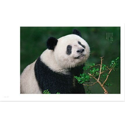 シャンシャン写真集（日本未発売）「被宠溺的表情 香香在东京」東京