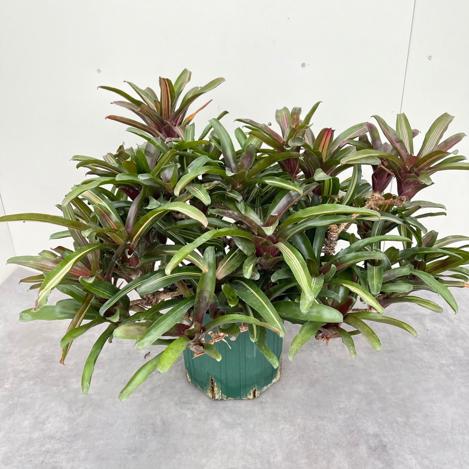 山採り天然 アオダモ コハウチワカエデ混合株 天然山採り