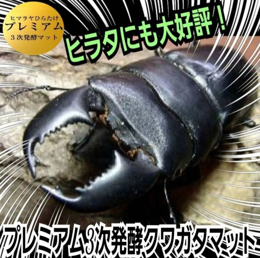 クワガタ幼虫を入れるだけ