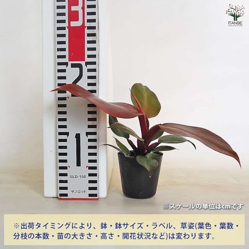 ＩＴＡＮＳＥ フィロデンドロン レッドムーン 2.5号 2個セット 観葉植物 学名 Philodendron redmoon サトイモ科 非耐寒性常緑多年草 原生地 南米 美しい赤斑が特徴的 アートに飾れる 葉も丸みを帯びてかわいらしい 耐陰性が USTAUSTRALIA_COM_AU