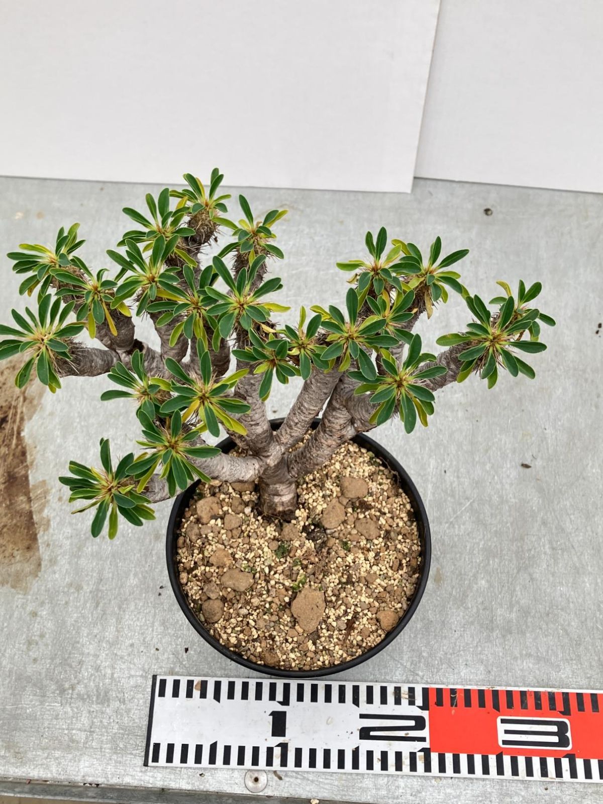 3545 「多肉植物」ユーフォルビア ギラウミニアナ 植え【発根開始・Euphorbia guillauminiana・マダガスカル】 - メルカリ