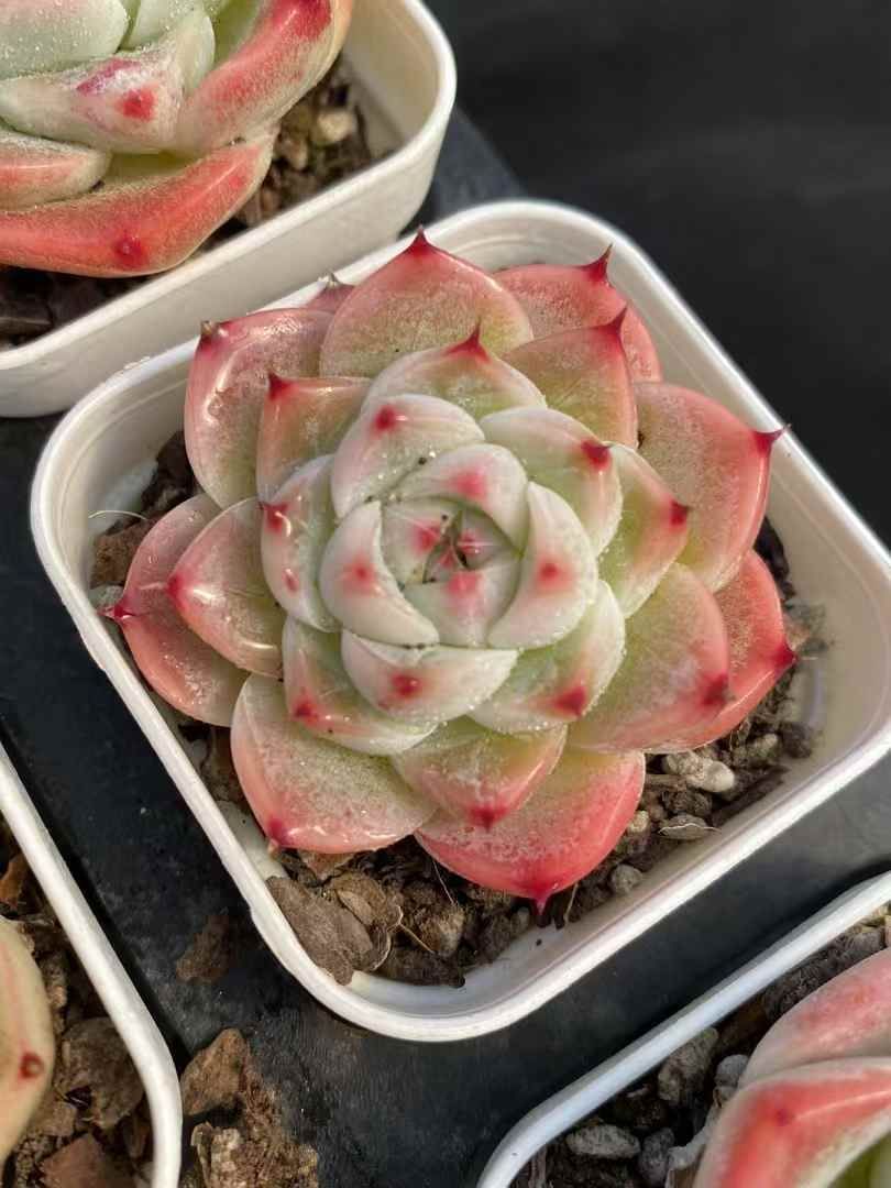 か*ん様 H725　バンシー　16株　抜き苗　多肉植物 エケベリア 韓国苗 16株の抜き苗セット】バンシー 多肉植物 佐川急便発送