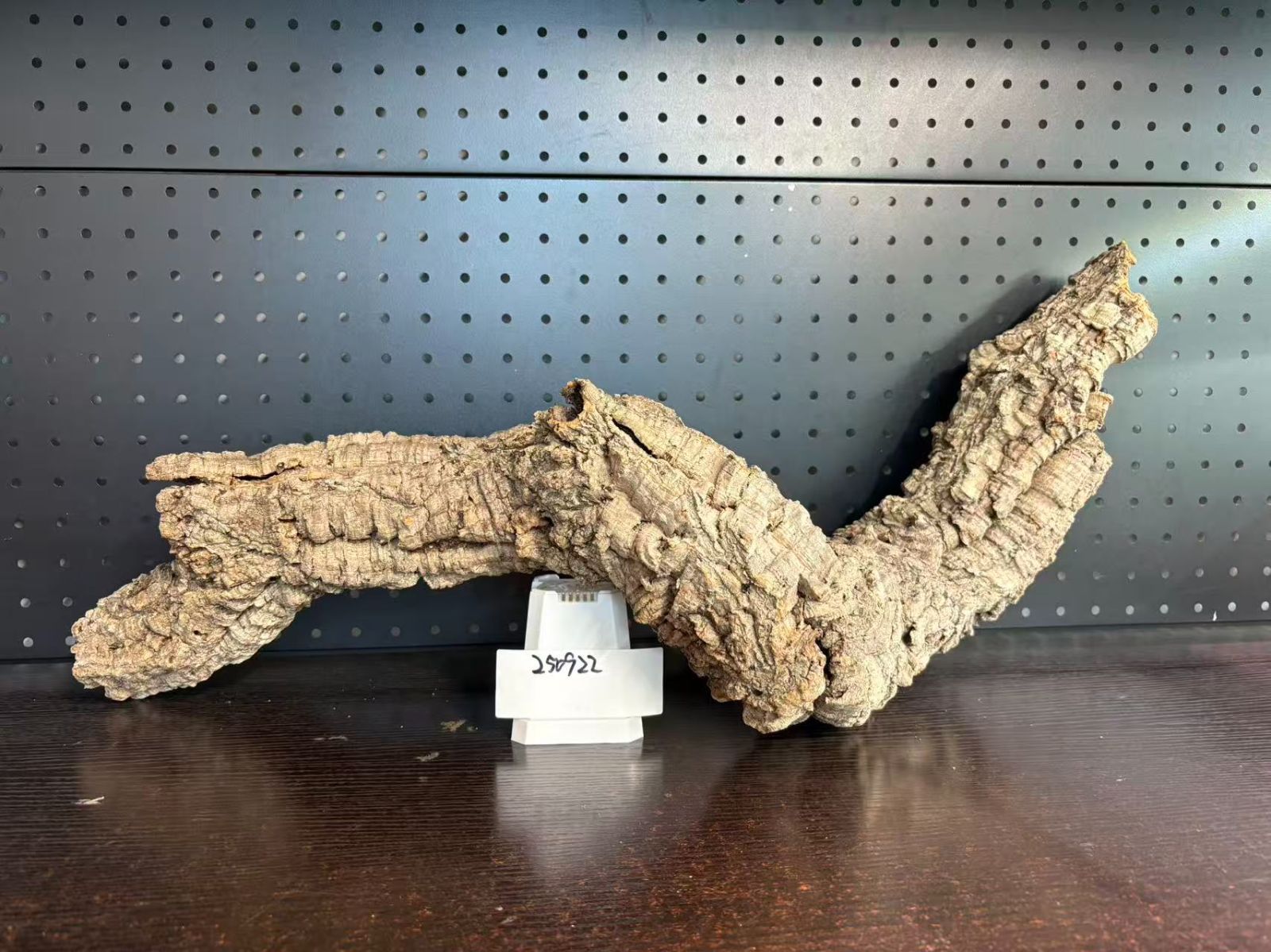 バージンコルク チランジア