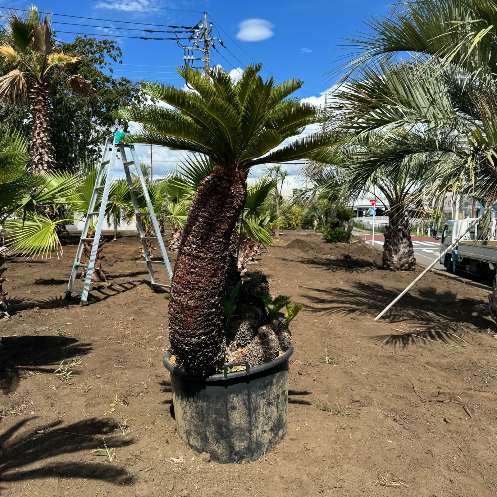 蘇鉄 ソテツ 蘇鉄・ソテツ【引き取り限定希望】 蘇鉄 ソテツ 大株 配達