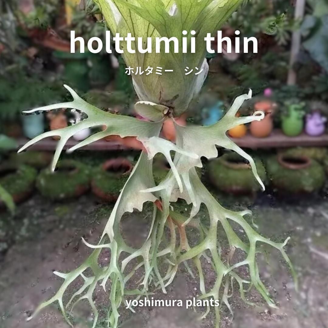 胞子] holttumii thin ホルタミー シン ビカクシダ - メルカリ
