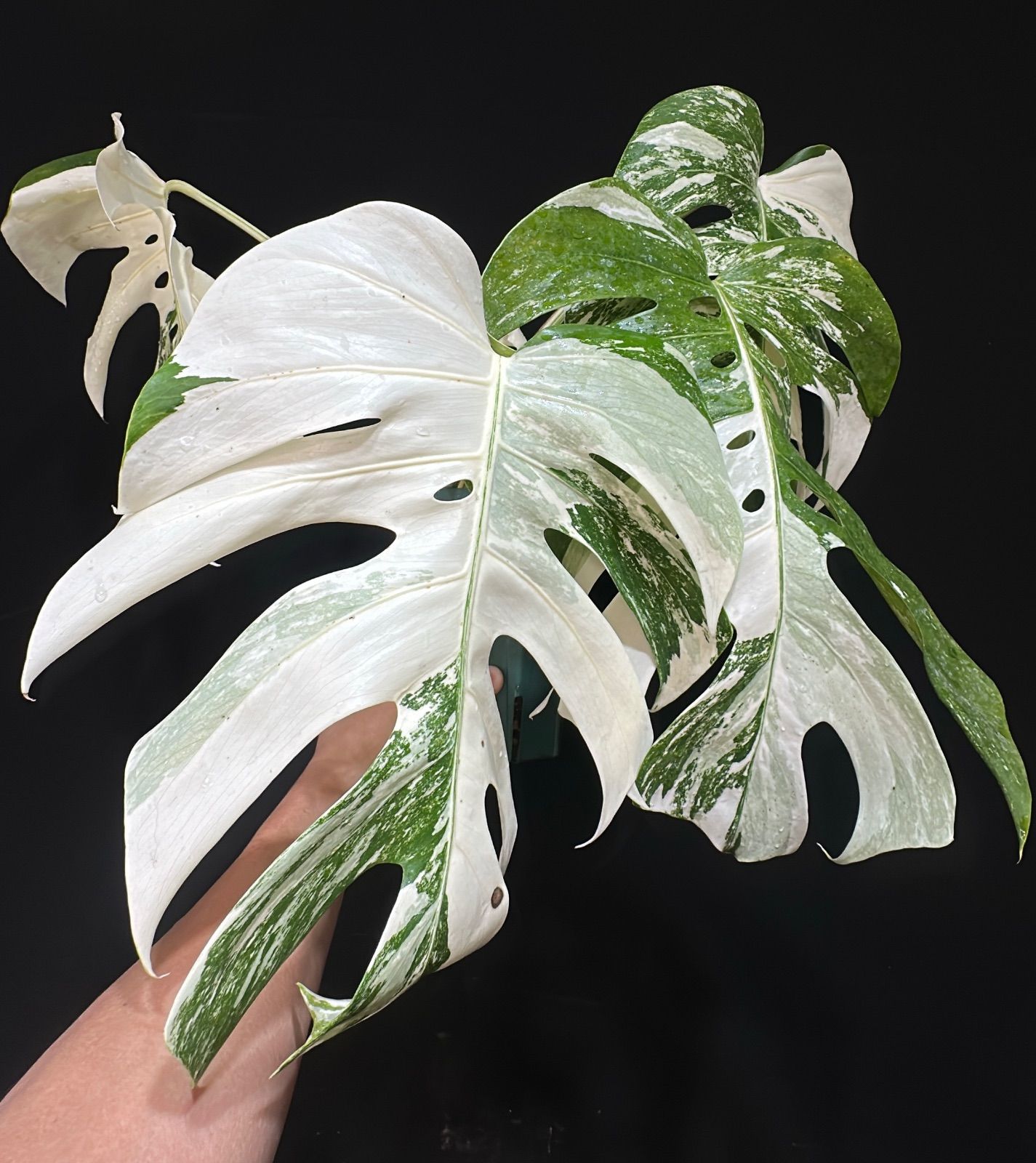 white