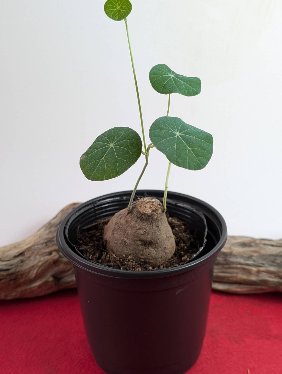 塊根植物 コーデックス stephania erecta ステファニア エレクタ