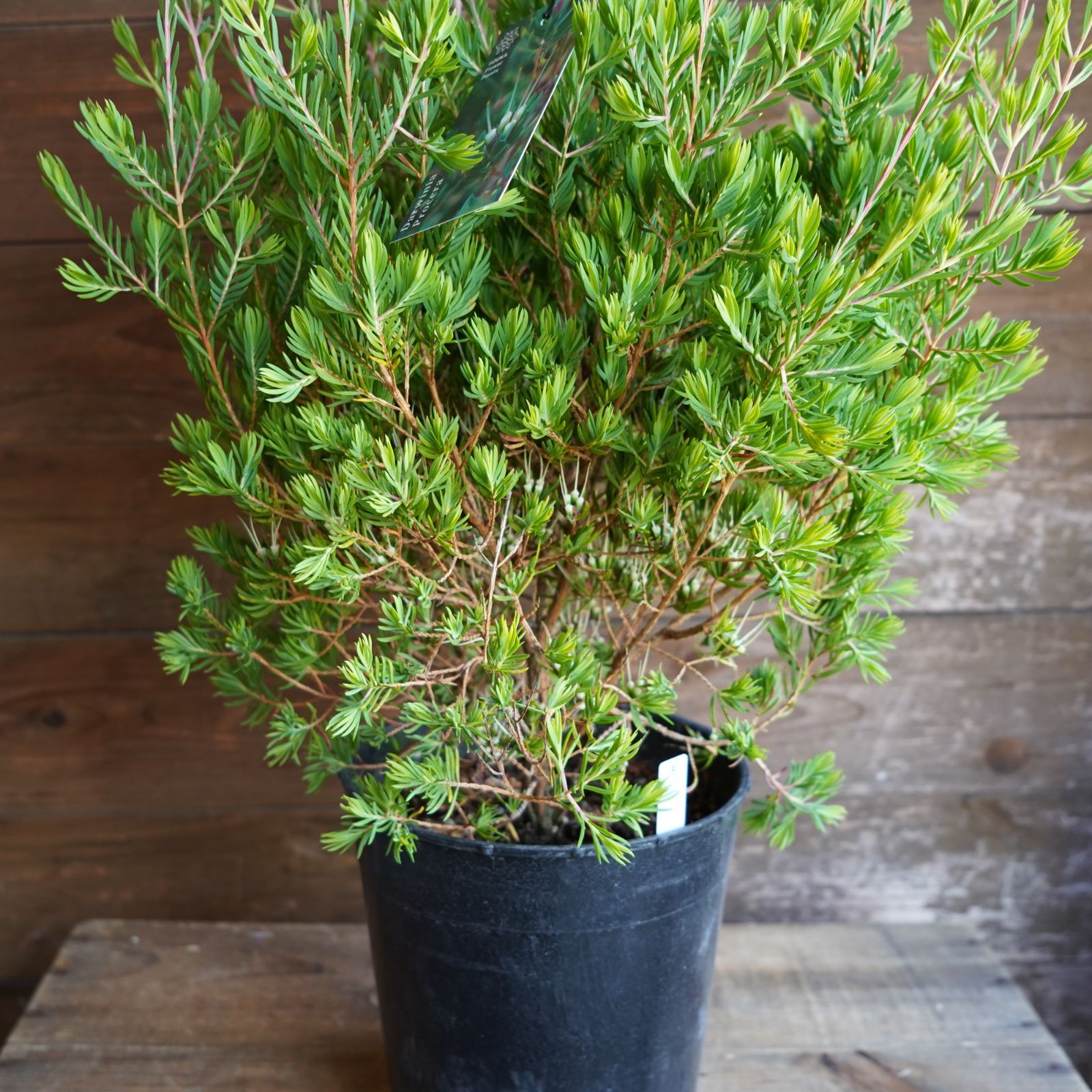 ダーウィニア　プロセラ f2e69581fa3986d9b9838d21f0d8e7